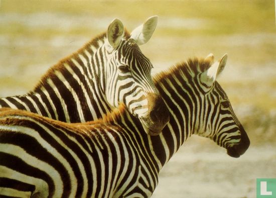 Two Zebras - Afbeelding 1