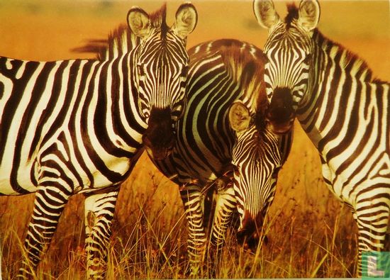 Three Zebras Grazing - Afbeelding 1