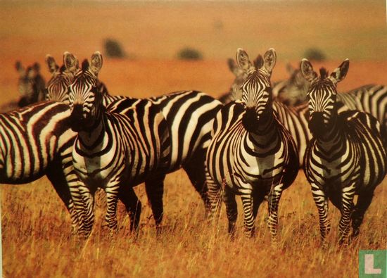 Zebras Looking at a Lion - Afbeelding 1