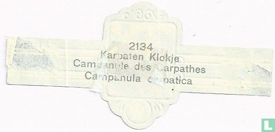 Karpaten klokje - Campanula carpatica - Afbeelding 2