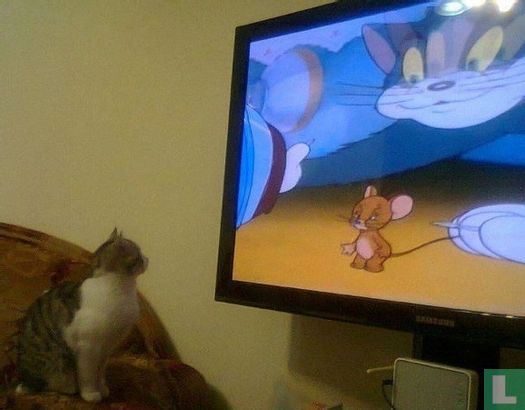 Kat kijkt Tom & Jerry
