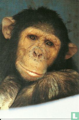 St. Aap - Chimpansee Donkey