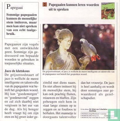 Huisdieren: Kunnen papegaaien echt praten? - Image 2