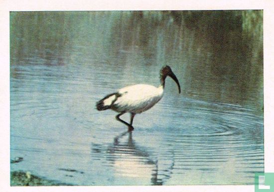 Heilige ibis - Image 1