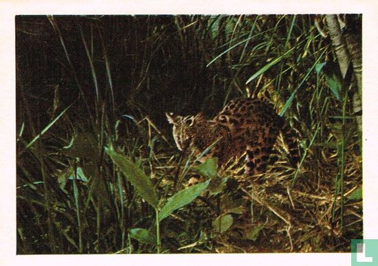 Afrikaanse tijgerkat - Image 1