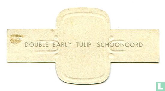 Double early tulip - Schoonoord - Image 2
