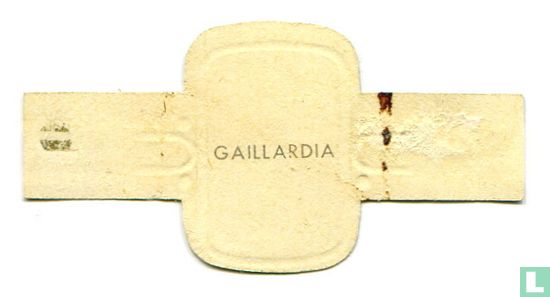 Gaillardia - Afbeelding 2