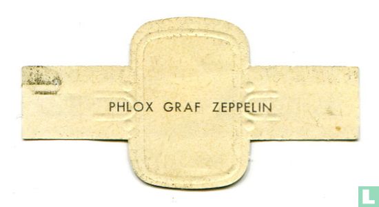 Phlox Graf Zeppelin - Bild 2