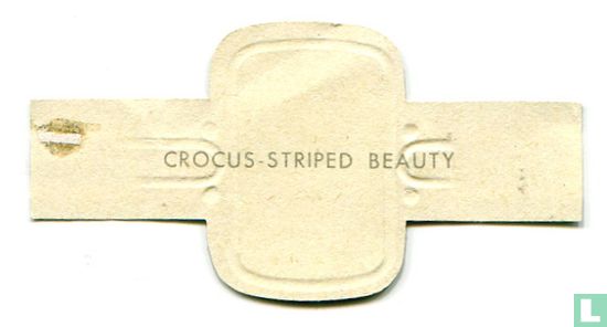 Crocus - Striped Beauty - Image 2
