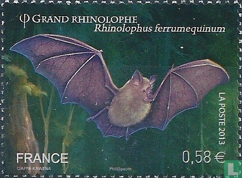 Grand Rhinolophe