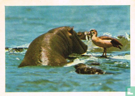 Egyptische gans en nijlpaard - Image 1