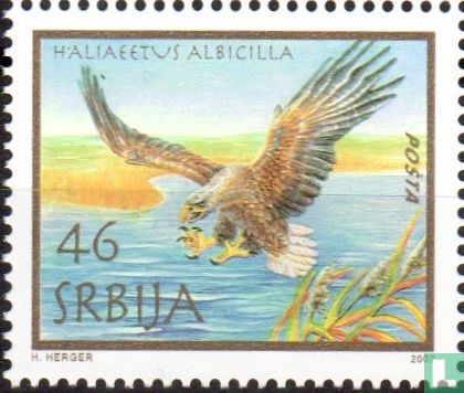 White-Tailed Eagle - Image 1