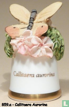 Vlinder - Callitaera Auronina - Image 1