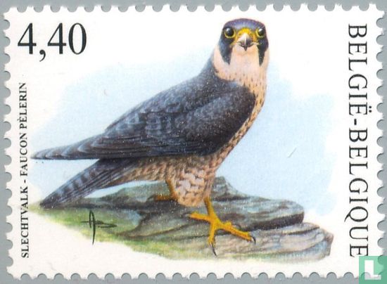 Peregrine falcon - Image 1