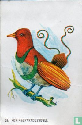 Koningsparadijsvogel - Bild 1
