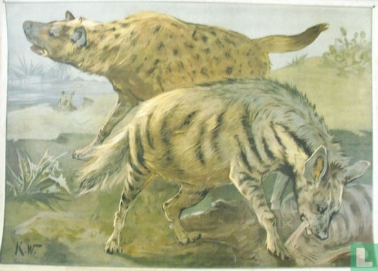 Hyena - Afbeelding 1