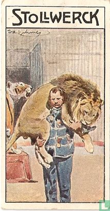 Der Löwe im Zirkus.