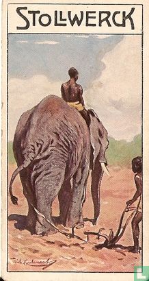 Der Indische Elefant bei der Arbeit.