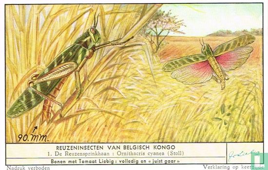 De Reuzensprinkhaan: Ornithacris cyanea (Stoll)