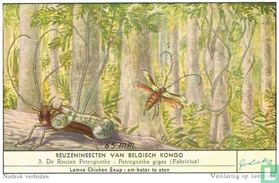 De Reuzen Petrognathe: Petrognatha gigas (Fabricius)