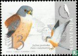 Kestrel-endangered birds