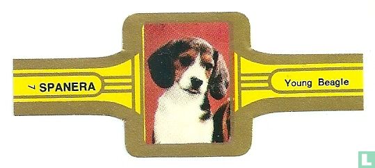 Young Beagle - Image 1