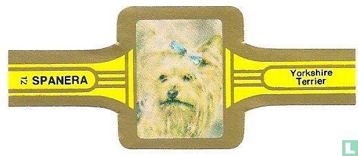 Yorkshire Terriers - Image 1
