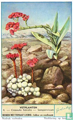 Crassula falcata - Sempervivum