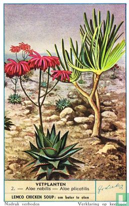 Aloe nobilis - Aloe plicatilis