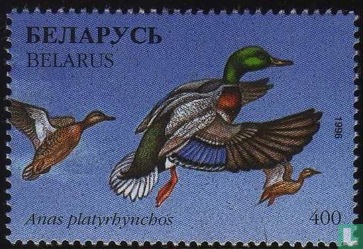 Wildlife Ducks