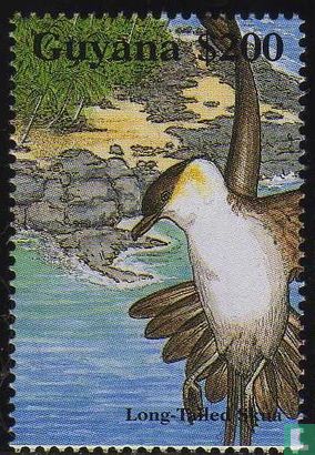 Long-tailed skua