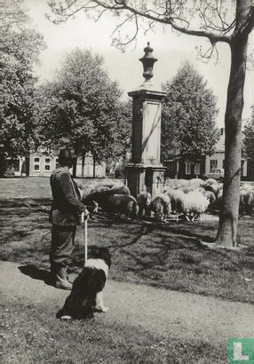 De herder met zijn kudde op het dorpsplein van Nisse - Bild 1