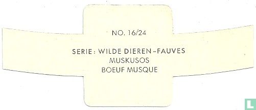 Bœuf musqué - Image 2