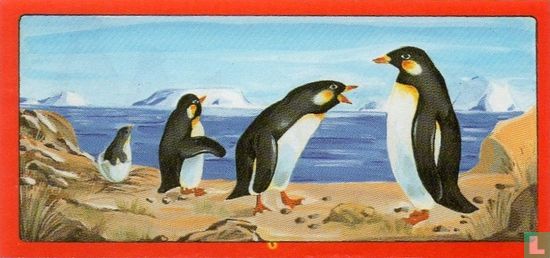 Pingouins - Image 2