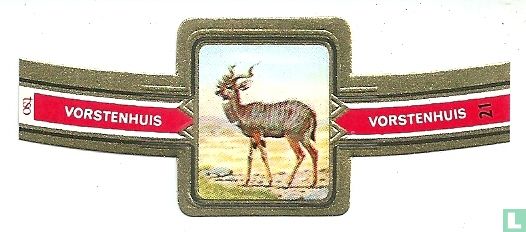 Wenig Kudu - Bild 1