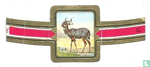 Lesser Kudu - Image 1