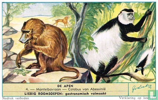 Mantelbaviaan - Colobus van Abessinië