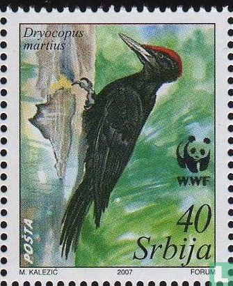 WWF-black Woodpecker