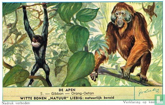 Gibbon - Orang Oetan