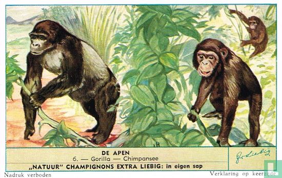 Gorilla - Chimpansee