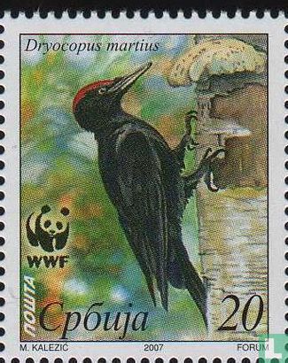 WWF-black Woodpecker
