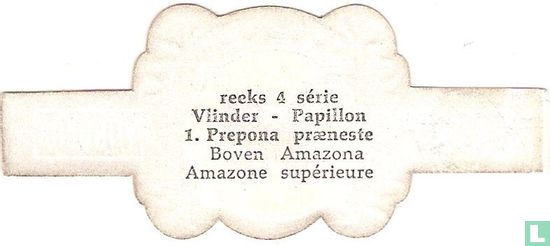 Prepona praeneste - Boven Amazona - Image 2
