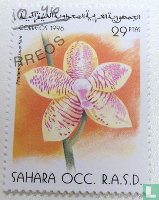 Orchid Phalaenopsis flare