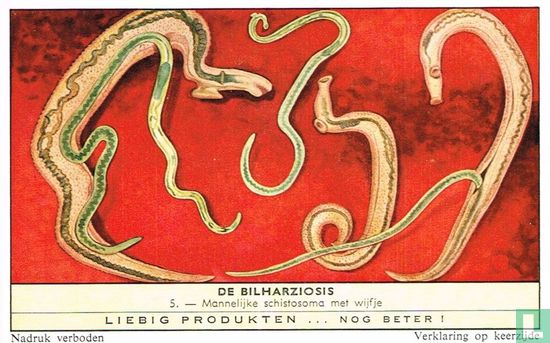 Mannelijke schistosoma met wijfje