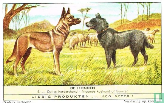 Duitse herdershond - Vlaamse koehond of bouvier