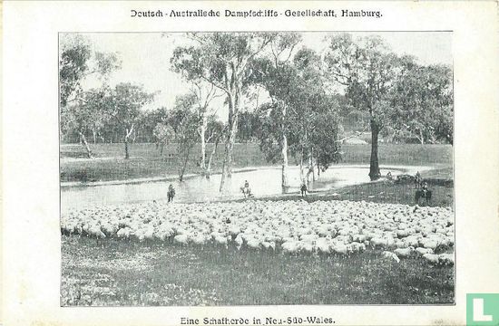 Eine Schafherde in New South Wales