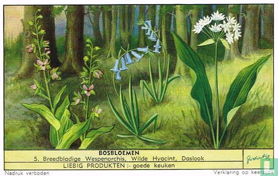 Breedbladige Wespenorchis, Wilde Hyacint, Daslook