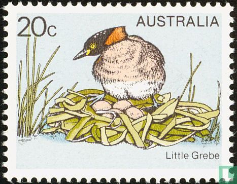 Australasian grebe