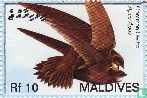 Oiseaux migrateurs des Maldives