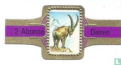 [Alpine ibex] - Image 1